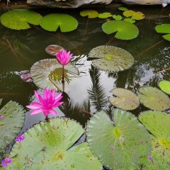 Ha Long Ginger Homestay - Hostel фото 3