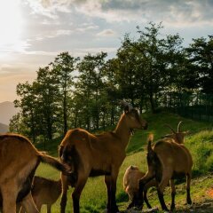 Отель Agriturismo Casa Passerini a Firenze Италия, Лонда - отзывы, цены и фото номеров - забронировать отель Agriturismo Casa Passerini a Firenze онлайн фото 11