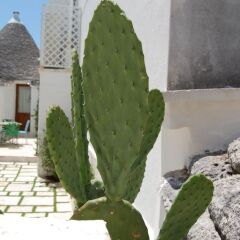 Отель Trulli Holiday Albergo Diffuso Альберобелло фото 13