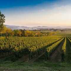 Отель Agriturismo Il Palazzo Ареццо фото 14