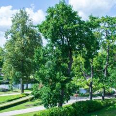 Hotel Cesis фото 11