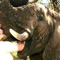 Отель Addo Elephant Back Safaris and Lodge