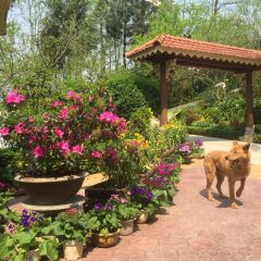 Отель Sapa Garden Bed and Breakfast Вьетнам, Шапа - отзывы, цены и фото номеров - забронировать отель Sapa Garden Bed and Breakfast онлайн с домашними животными