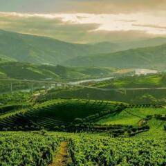 Отель Quinta do Vallado Португалия, Пезу-да-Регуа - отзывы, цены и фото номеров - забронировать отель Quinta do Vallado онлайн фото 13