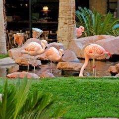 Отель Flamingo Las Vegas - Hotel & Casino США, Лас-Вегас - 11 отзывов об отеле, цены и фото номеров - забронировать отель Flamingo Las Vegas - Hotel & Casino онлайн питание фото 2