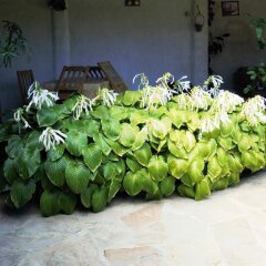 Отель Atanasovi House Болгария, Аврен - отзывы, цены и фото номеров - забронировать отель Atanasovi House онлайн фото 8