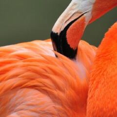Отель The Lodge Bonaire с домашними животными