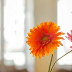 Апартаменты Charm Apartments Porto