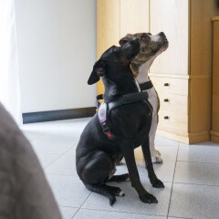Hotel Junior с домашними животными