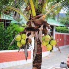 Курортный отель Lamai Coconut Beach спортивное сооружение