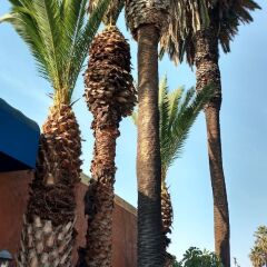 Отель Days Inn Airport Center LAX фото 2