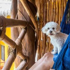 Отель Holbox Dream Beach Front Hotel by Xperience Hotels Мексика, Остров Ольбокс - отзывы, цены и фото номеров - забронировать отель Holbox Dream Beach Front Hotel by Xperience Hotels онлайн с домашними животными