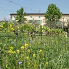 Отель Agriturismo Sol De Montalto Риволи-Веронезе фото 19