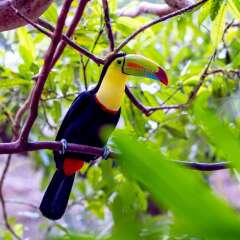 Отель The Springs Resort and Spa at Arenal фото 15