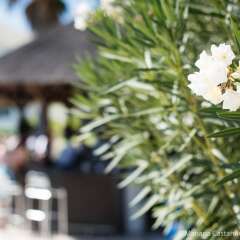 Отель Yellow Alvor Garden - All Inclusive фото 4