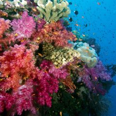 Отель Jean-Michel Cousteau Resort Савусаву