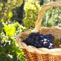 Отель Quinta do Mocho Португалия, Фару - отзывы, цены и фото номеров - забронировать отель Quinta do Mocho онлайн фото 11