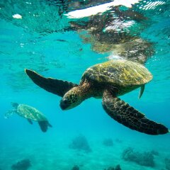 Отель Four Seasons Resort Maui at Wailea спортивное сооружение