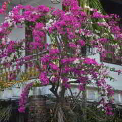 Отель Orchid Garden Homestay