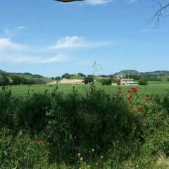 Отель Agriturismo Azienda Agricola Alfieri Озимо фото 2
