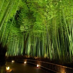 Hotel Excellence Enmachi Ekimae in Kyoto, Japan from 55$, photos, reviews - zenhotels.com photo 3