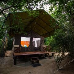 Отель Wild Trails Yala Tented Safari Camp фото 3