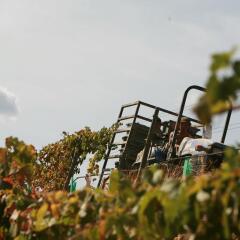 Отель Quinta Nova de Nossa Senhora do Carmo - Luxury Winery House детские мероприятия