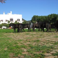Отель Masseria Pilano Италия, Криспьяно - отзывы, цены и фото номеров - забронировать отель Masseria Pilano онлайн фото 7