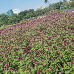 Отель Bed To Bangkok Таиланд, Бангкок - отзывы, цены и фото номеров - забронировать отель Bed To Bangkok онлайн городской автобус