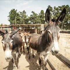 Отель Agriturismo Archelao Ористано пляж