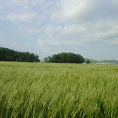 Отель Agriturismo La Casa Di Botro Ботричелло приотельная территория