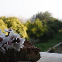 Отель Quinta Matias Португалия, Пешао - отзывы, цены и фото номеров - забронировать отель Quinta Matias онлайн фото 3