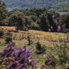 Hotel Rural Casa Viscondes Varzea Ламего фото 5