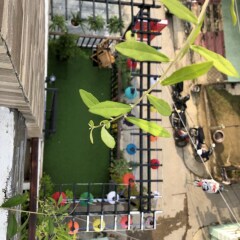 Отель Homie Hoi An Хойан фото 7