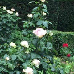 Отель B&B Hof Ter Beuke фото 12