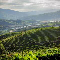Отель Quinta do Vallado Португалия, Пезу-да-Регуа - отзывы, цены и фото номеров - забронировать отель Quinta do Vallado онлайн фото 6