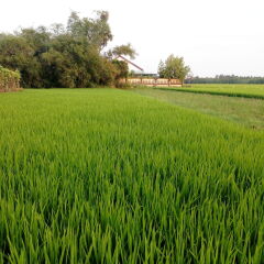 Отель The Field Homestay Hoi An фото 3