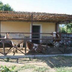 Отель Azienda Agrituristica Vivi Natura Италия, Помпеи - отзывы, цены и фото номеров - забронировать отель Azienda Agrituristica Vivi Natura онлайн фото 19