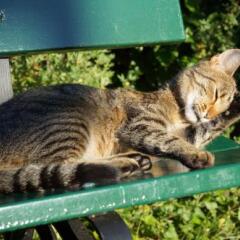 Отель Bed and Breakfast Wildrose бассейн