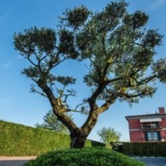 Отель La Casa Di Linda Bed and Breakfast Италия, Мирано - отзывы, цены и фото номеров - забронировать отель La Casa Di Linda Bed and Breakfast онлайн фото 6