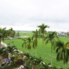 Отель Hoi An Golden Rice Villa фото 3
