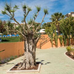Отель Clube Humbria - All Inclusive Португалия, Албуфейра - отзывы, цены и фото номеров - забронировать отель Clube Humbria - All Inclusive онлайн с домашними животными