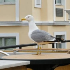 Dom Hotel городской автобус