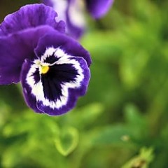 Отель Cadasa Resort Dalat Вьетнам, Далат - 1 отзыв об отеле, цены и фото номеров - забронировать отель Cadasa Resort Dalat онлайн фото 4