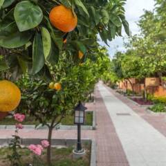 Hotel Ozlem Garden - All Inclusive фото 23