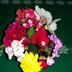 Отель Wild Rose Bed & Breakfast фото 5