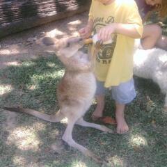 Отель Daintree Wild Zoo & Bed and Breakfast