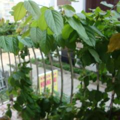 Отель Hoang Dai Guest House Хошимин