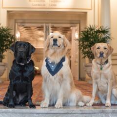 Отель Fairmont Hotel Vancouver Канада, Ванкувер - отзывы, цены и фото номеров - забронировать отель Fairmont Hotel Vancouver онлайн с домашними животными