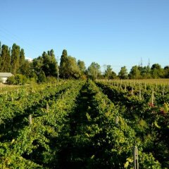 Отель Agriturismo Dartora Италия, Доло - отзывы, цены и фото номеров - забронировать отель Agriturismo Dartora онлайн фото 4